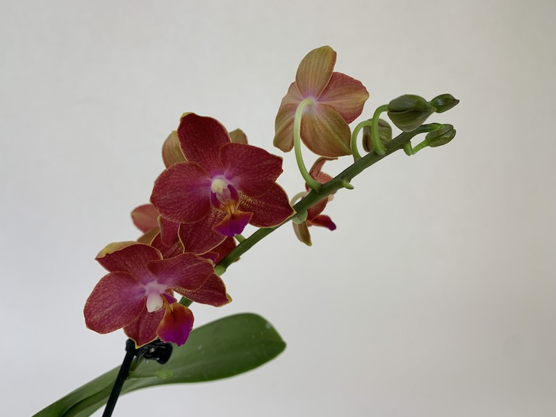Nahaufnahme einer Phalaenopsis Sogo Fusion Orchidee. Die Blätter sind rot-braun mit gelben Rändern. An einem Rispe befinden sich auch grüne, noch geschlossene Knospen.