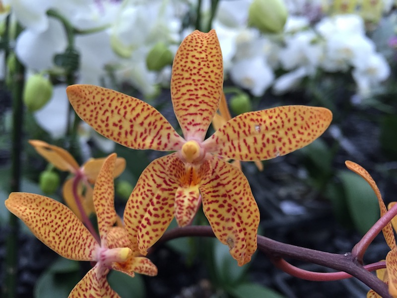 Close-up of a Renanthopsis Mildred Jameson flower. The petals are orange with red speckles.