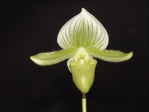 Pale green Paphiopedilum lawrenceanum 'hyeanum' flower against a black background. The flower has stripes and an unusual shape.