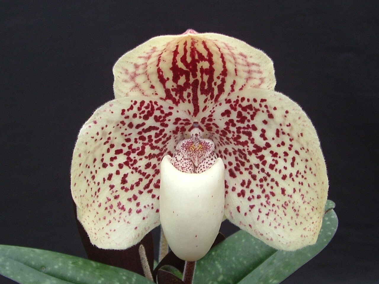 Close-up of an orchid flower with cream-white petals and red spots, as well as a white, cup-shaped centre. Dark background.