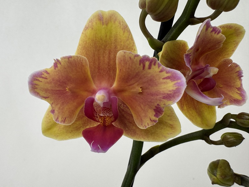 Nahaufnahme einer Phalaenopsis-Orchideenblüte mit gelb-orangen Blütenblättern, die zu den Rändern hin in Rot und Pink übergehen. Die Mitte ist Magenta mit feinen weißen und gelben Sprenkeln. Weitere Blüte, grüne Knospen am Stiel.