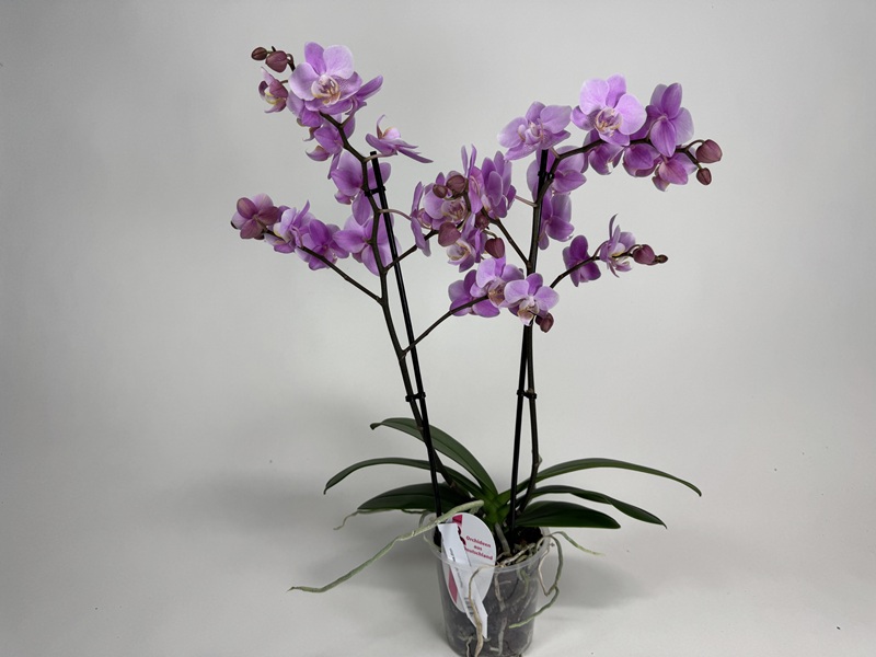 A Phalaenopsis orchid with two upright flower spikes, densely covered with delicate lilac to pink butterfly-shaped flowers and darker accents. Green leaves and aerial roots protrude from the transparent pot.