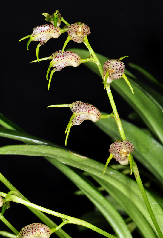 Gros plan sur le Masdevallia abbreviata, une orchidée aux fleurs mouchetées sur une tige verte sur fond noir.