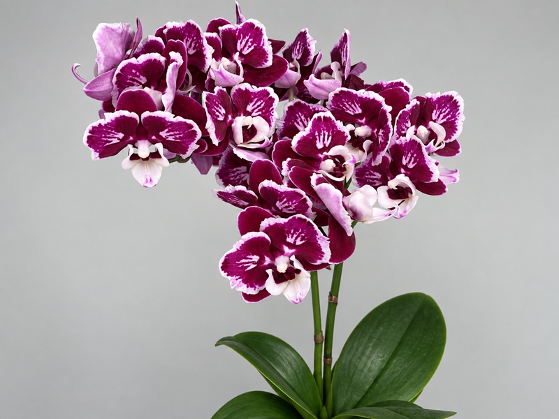 Phalaenopsis-Orchidee mit vielen Blüten. Die Blütenblätter sind intensiv rot-violett mit auffälligen weißen Rändern und einer weißen, leicht pelorischen Mitte. Die Blütenstände ragen auf grünen Stielen über dunkelgrünen Blättern.