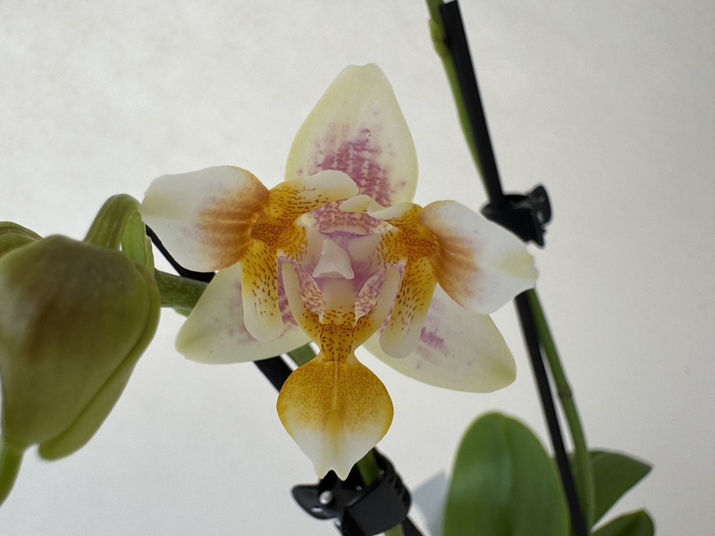 Detailansicht einer Phalaenopsis Martina Orchideenblüte. Cremeweiße Blütenblätter mit gelb-orangen Sprenkeln und feinen lila Schattierungen. Die einzigartige "Triple lip" ist intensiv gelb gepunktet. Links eine geschlossene Knospe.