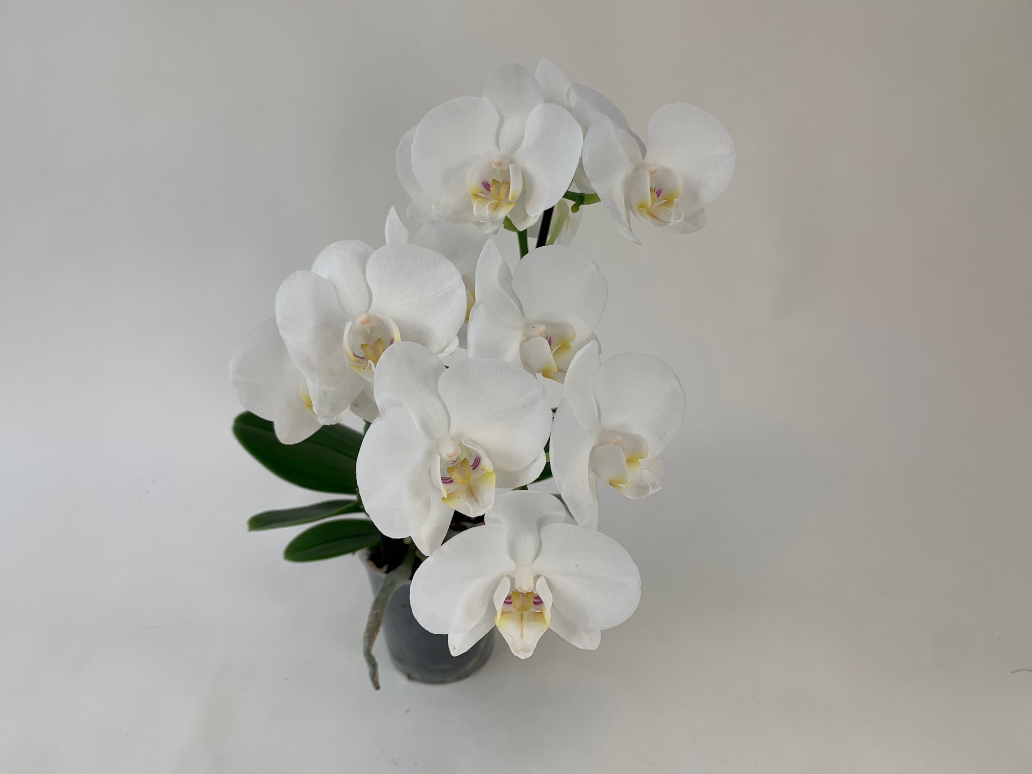 Un gros plan d'une orchidée blanche en fleurs dans un pot sombre sur un fond clair. Les fleurs ont des accents jaunes et violets.