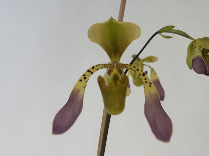 Nahaufnahme einer blühenden Paphiopedilum lowii Orchidee: gelb-grünes, schuhförmiges Labellum, aufrechter Dorsalsepal. Lange, gesprenkelte Blütenblätter verblassen an den Spitzen ins Violett. Knospe im Hintergrund.