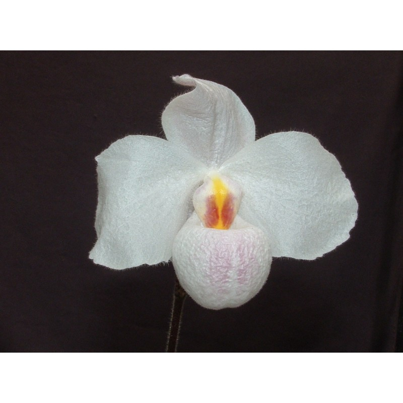 Close-up of a white Paphiopedilum orchid whose petals show a yellow-red pattern.