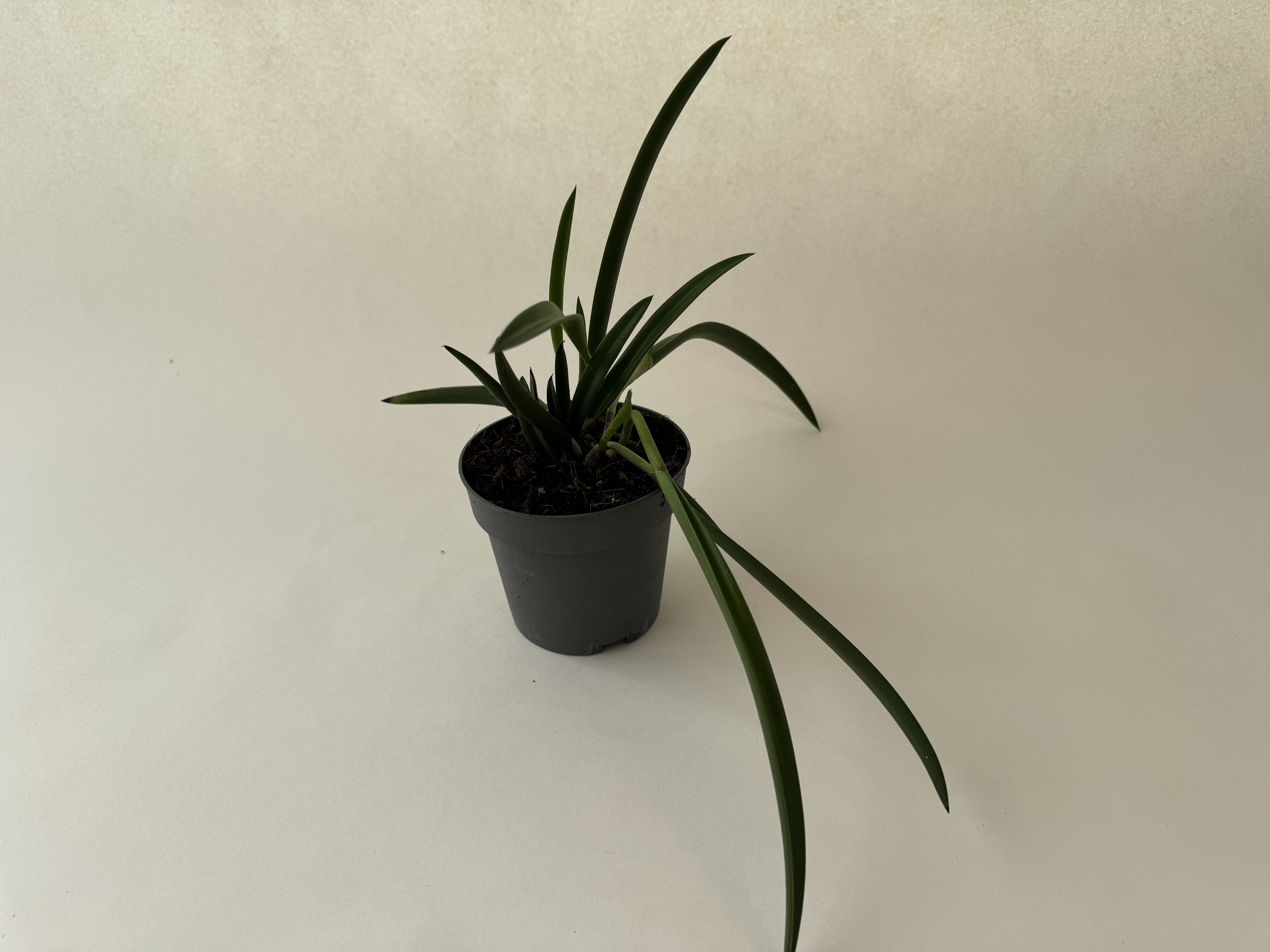 A small potted plant with long, narrow, dark green leaves in a grey plastic pot filled with dark soil. The leaves grow upwards and curve elegantly to the side and downwards. The pot is placed on a light-coloured surface.