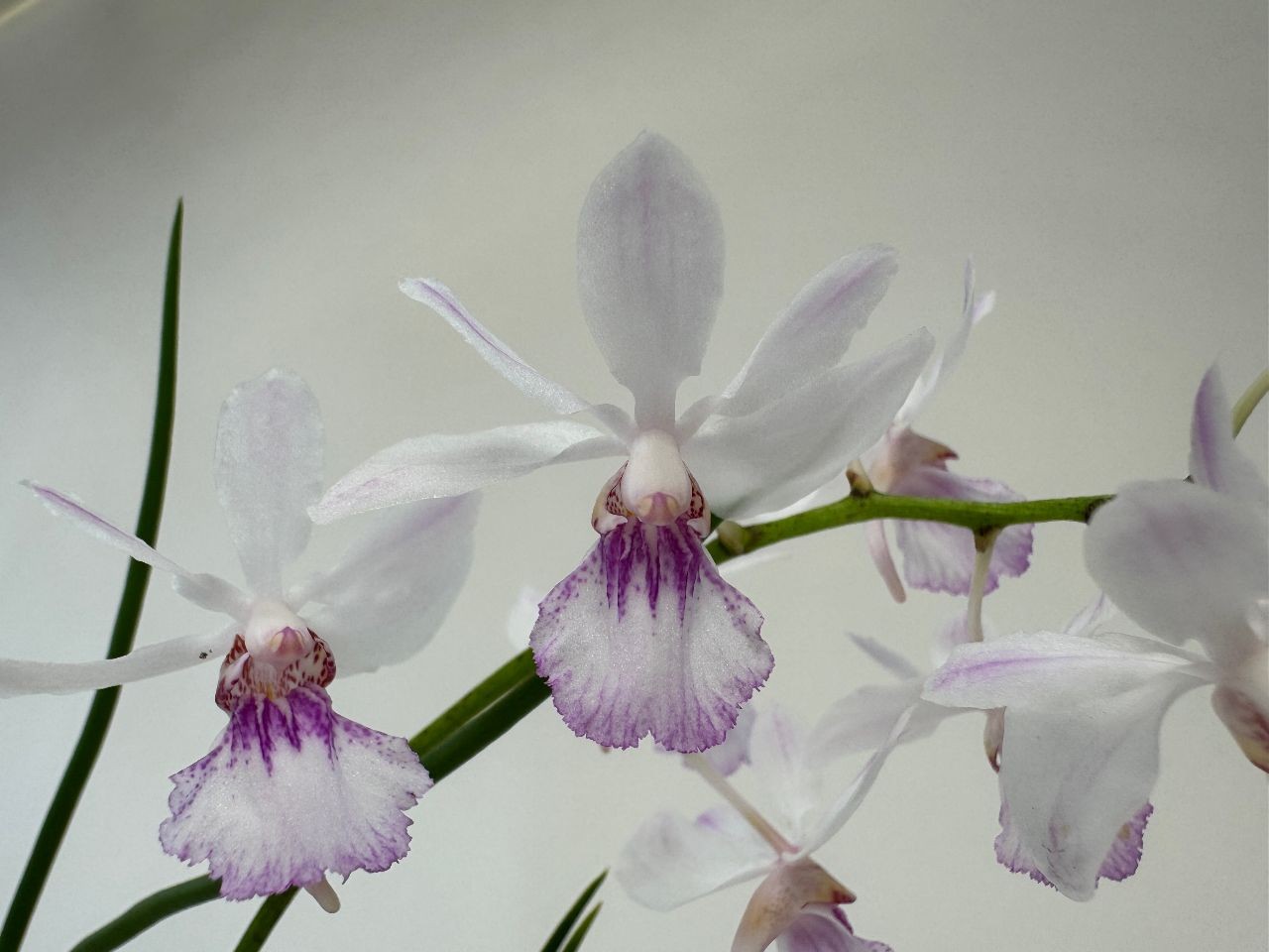 Nahaufnahme einer zarten, weißen Orchideenblüte mit lilafarbenen Akzenten. Blütenblätter sind leicht transparent und umgeben ein komplexes, gemustertes Zentrum. Grüne Stiele sind sichtbar.