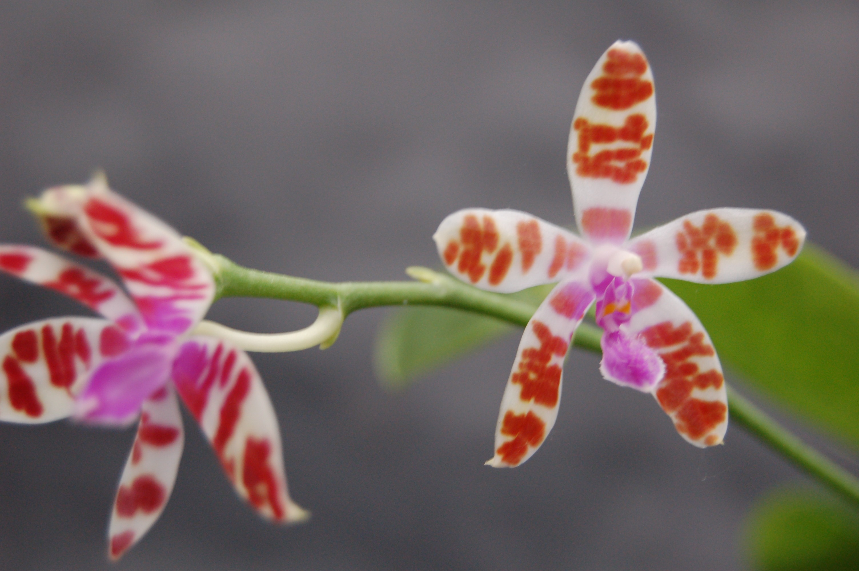 Zwei Phalaenopsis-Orchideen mit weißen Blütenblättern, bedeckt von markanten, unregelmäßigen roten Flecken. Im Zentrum jeder Blüte eine kleine, leuchtend magentafarbene Lippe. An grünem Stiel vor unscharfem, grauem Hintergrund.
