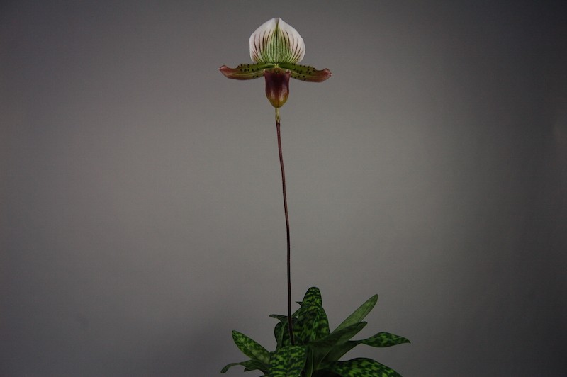 A single Paphiopedilum orchid with a green and white striped flower on a long, thin stem, surrounded by green, spotted leaves against a grey background.