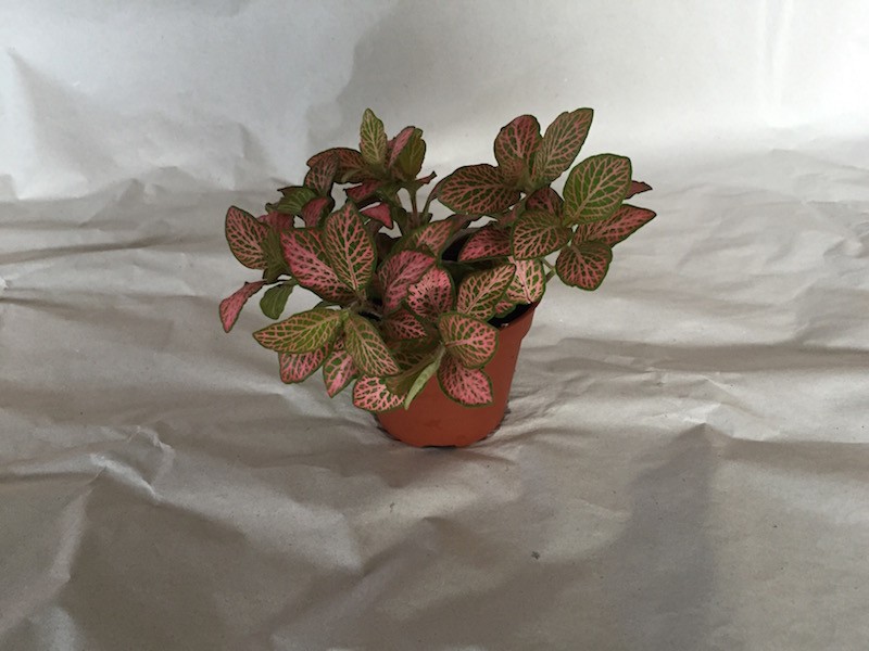 Kleine Fittonia verschaffeltii in braunem Topf auf hellem, leicht zerknittertem Untergrund. Auffällig grüne Blätter mit leuchtendem, netzartigem rosa Venenmuster, das ihnen eine besondere Textur verleiht. Kompakt und buschig.