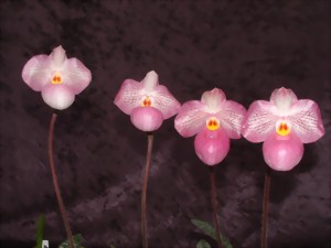 Four delicate, pink Paphiopedilum Magic Lantern flowers with yellow accents, lined up against a dark background.
