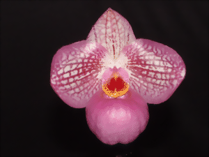 Gros plan d'une orchidée Paphiopedilum Misty Dell rose avec des rayures blanches détaillées et un centre jaune-rouge sur un fond noir.