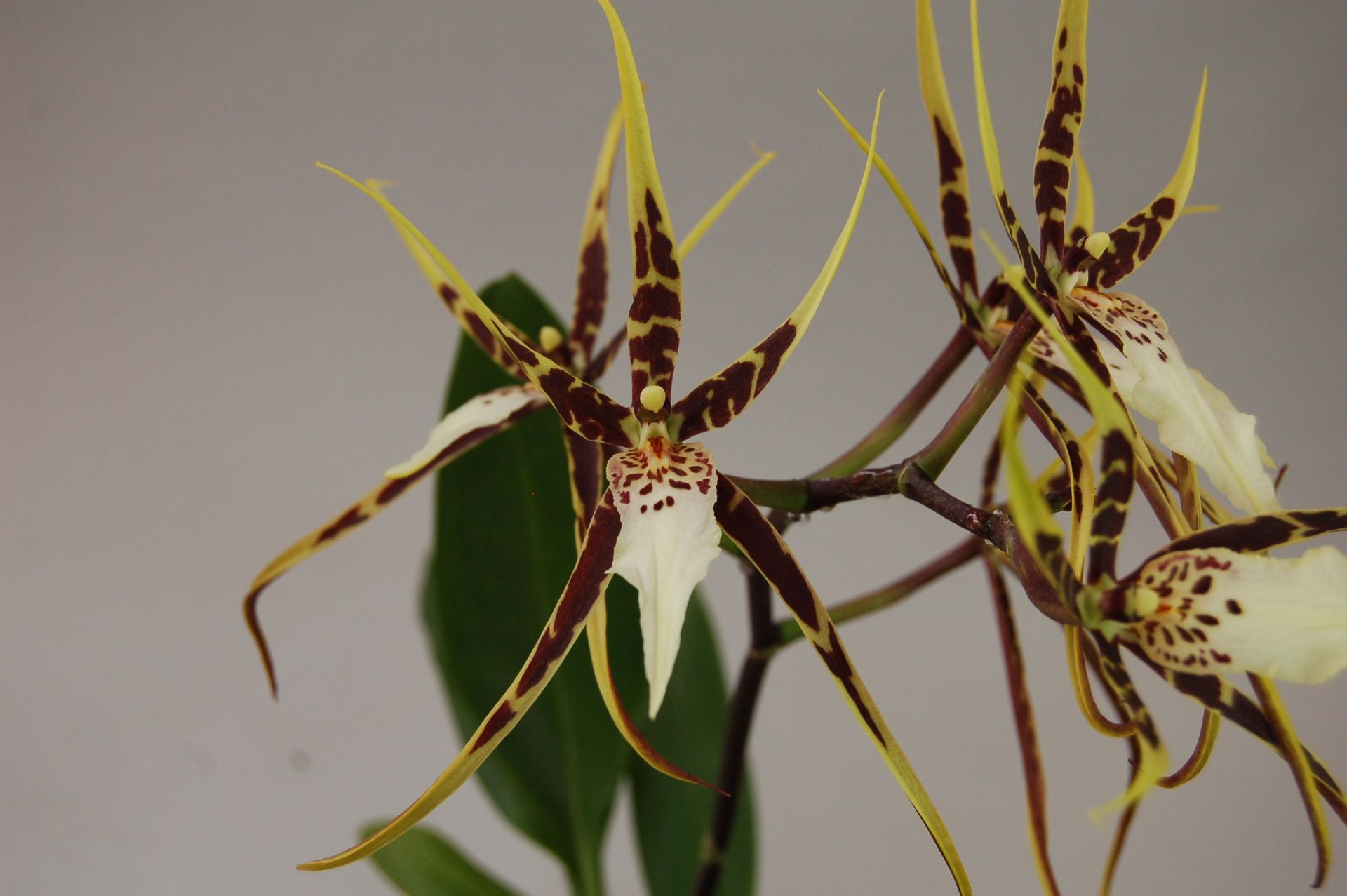 Gros plan sur une orchidée Miltassia Toscana aux pétales pointus en étoile, jaune et brun foncé. Pétales longs et étroits aux motifs irréguliers ; lèvre blanche avec taches brun-rougeâtre. Plusieurs fleurs par tige.