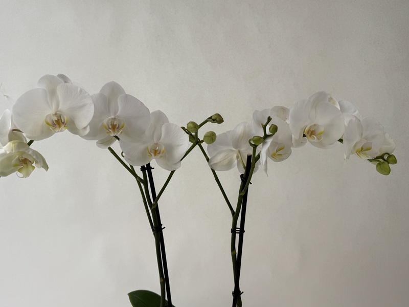 Two upright panicles of the Phalaenopsis Bijoux Crystal orchid display several fully open white flowers with yellow-orange centres. The dark stems also bear a few closed buds, set against a light background.