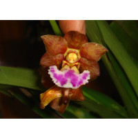 Vanda flabellata