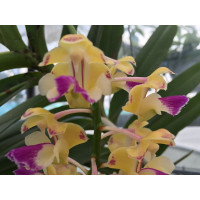 Aerides houlletiana