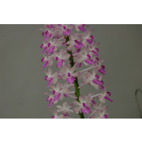 Aerides mitrata (in Knospe/Blüte)