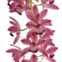 Cymbidium Cascade 'Anisa' (2-3 Rispenansätze)