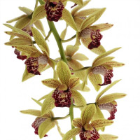 Cymbidium Cascade 'Auburn' (2-3 Rispenansätze)