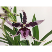 Beallara Gothic (2 Rispen)
