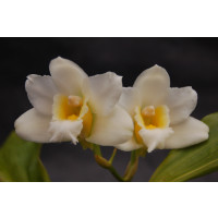 Bifrenaria harrisoniae 'alba'