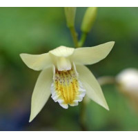 Bletilla striata 'yellow'