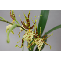 Brassia Eternal Wind 'Summer Dream'