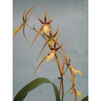 Brassidium Shooting Star 'Black Gold' (1 Rispe)