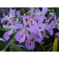 Brassocattleya Maikai 'Mayumi' AM/JOC