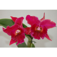 Brassolaeliocattleya Chia Lin 'New City' AM/AOS