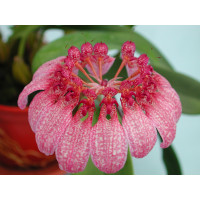 Bulbophyllum eberhardtii (blühstark, nicht in Knospe/Blüte)