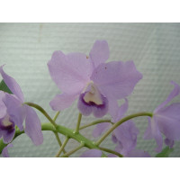 Cattleya bowringiana 'coerulea' (Jgpfl.)