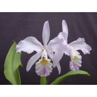 Cattleya labiata 'Chrystallina'