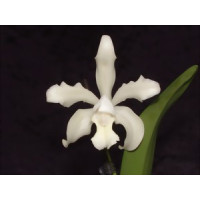 Cattleya leopoldii 'alba'