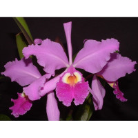 Cattleya warszewiczii 'Orchid Eros'