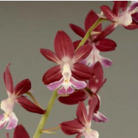 Calanthe kozu Hybride (2-3 Stiele)