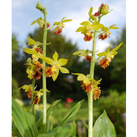 Calanthe tricarinata (in Knospe/Blüte)