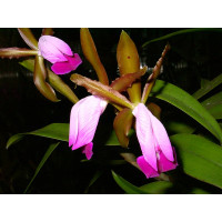 Cattleya dormaniana