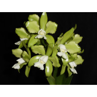 Cattleya guttata 'alba'