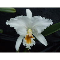 Cattleya percivalliana 'alba'