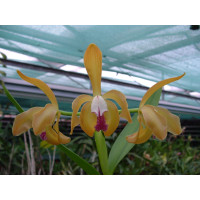 Cattleya porphyroglossa (Jgpfl.)