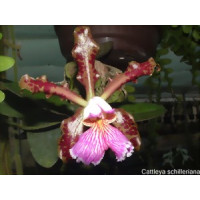 Cattleya schilleriana 'imperialis'