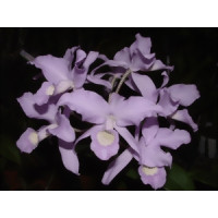 Cattleya skinneri var. alba 'Blaca Chiasa'