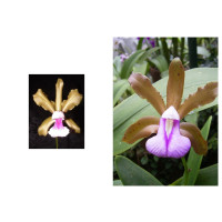 Cattleya tenuis x bicolor