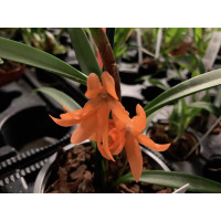 Ceratostylis rubra -retisquana- (in Knospe/Blüte)