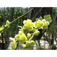 Chiloschista parishii