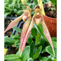 Cirrhopetalum bicolor x Elisabeth Ann Buckleberry